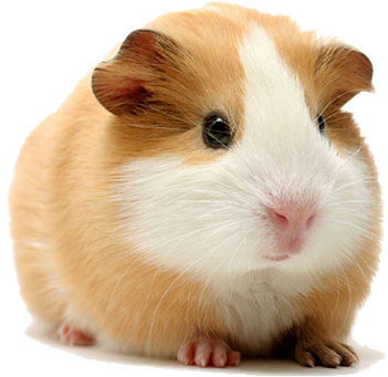 Guinea Pigs Png Isolated Photo (black, silver, beige)