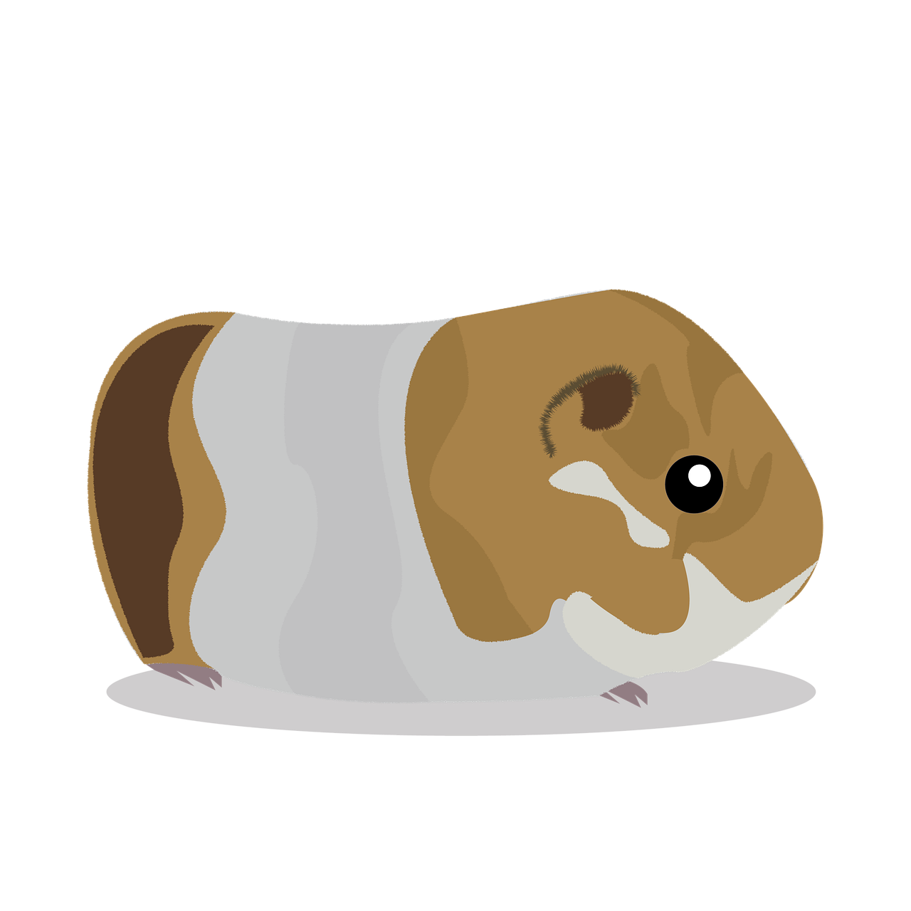 Guinea Pigs Png Photos (chocolate, gray, black, maroon, silver)