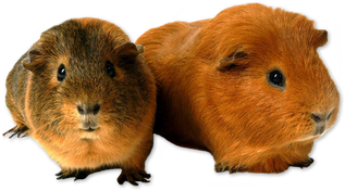 Guinea Pigs Png Transparent (black, chocolate)