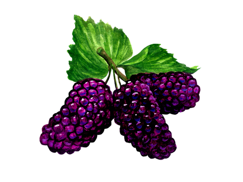 Mulberry Png Hd Isolated (black)