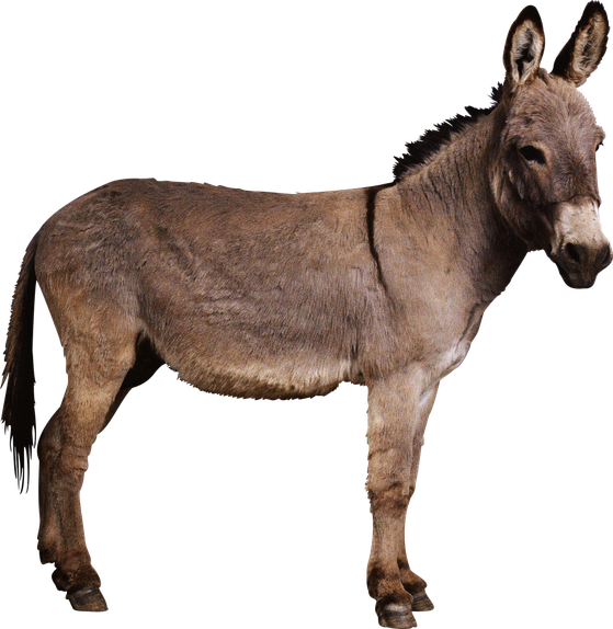 Mule Png (black)