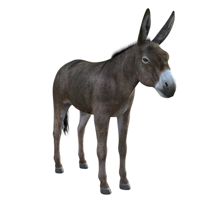 Mule Png Image (indigo, black)