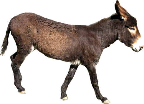 Mule Png Photos (black)