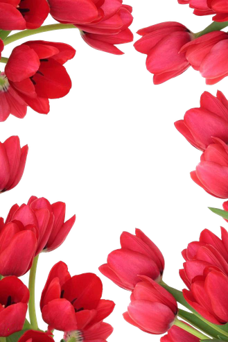 Tulip Border Png Clipart (black, chocolate, white)