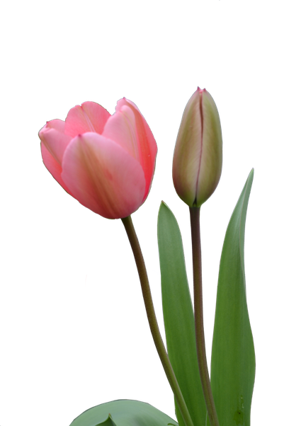 Tulip Bud Png (black)