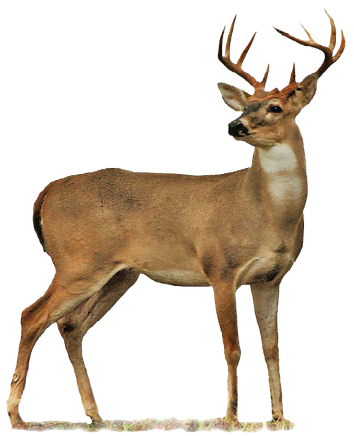 Full Body Deer Drawings Buck Png (black)