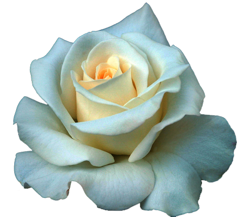 Full Grown White Rose Png (silver, white)