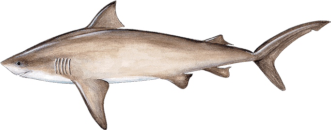 Bull Shark Download Png Image (pink, black, beige)