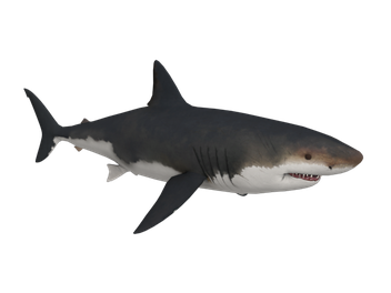 Bull Shark Png File (black)