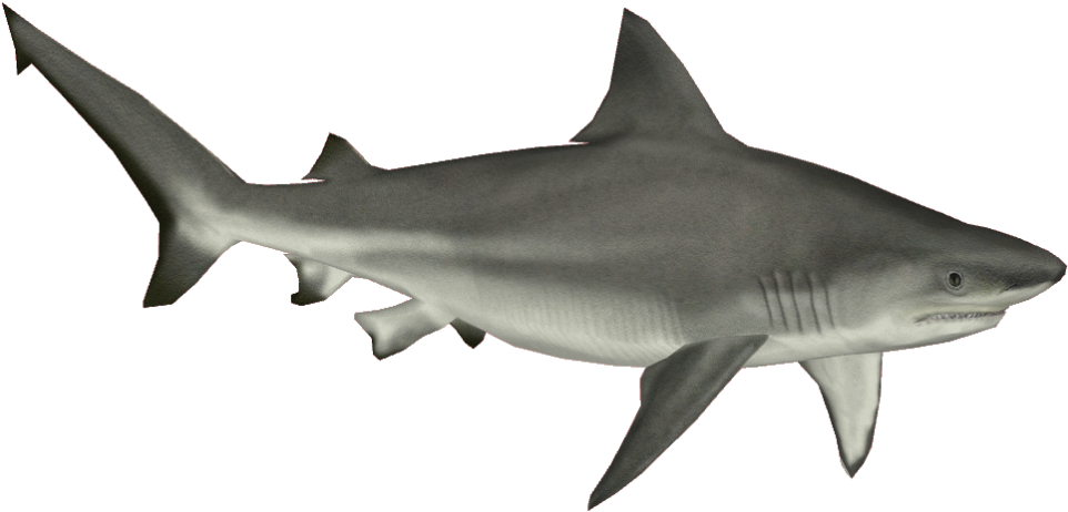 Bull Shark Png Free Download (black, gray)