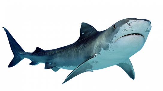 Bull Shark Png Hd Isolated (black, gray, silver)