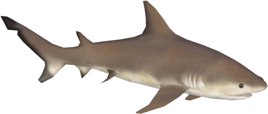 Bull Shark Png Isolated File (black, gray)