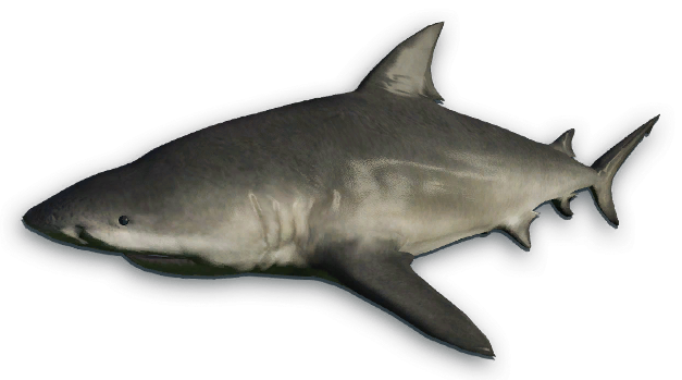 Bull Shark Png Isolated Image (white, lavender, black, indigo)