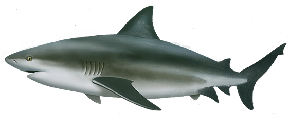 Bull Shark Png Isolated Pic (black)