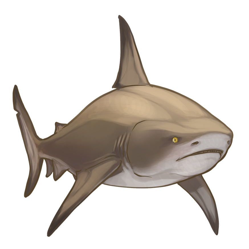 Bull Shark Png Photo (black, gray, silver)