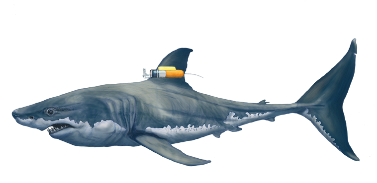 Bull Shark Png Pic (black)