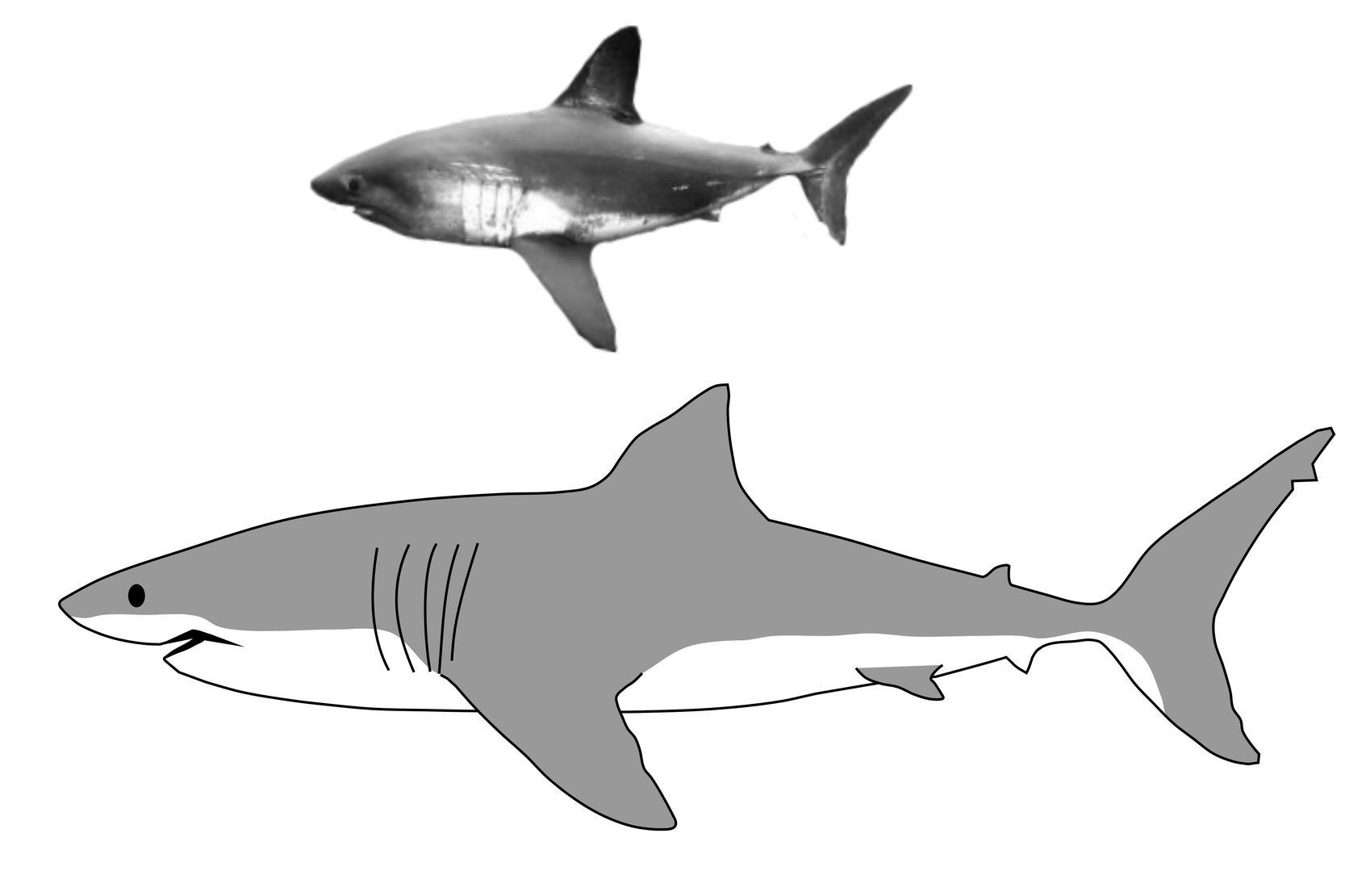 Bull Shark Png Picture (white, black, gray)