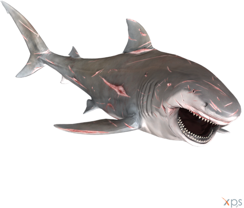 Bull Shark Png (black, gray)