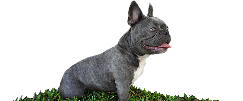 Bulldog Png File (black, gray)