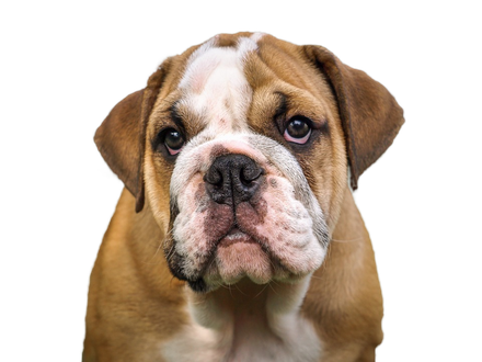 Bulldog Png Image (olive, lavender, beige, black, gray)