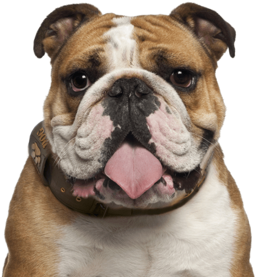 Bulldog Png Photos (black, gray, silver, beige)