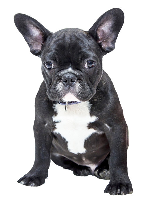 Bulldog Png Transparent Image (black, white)