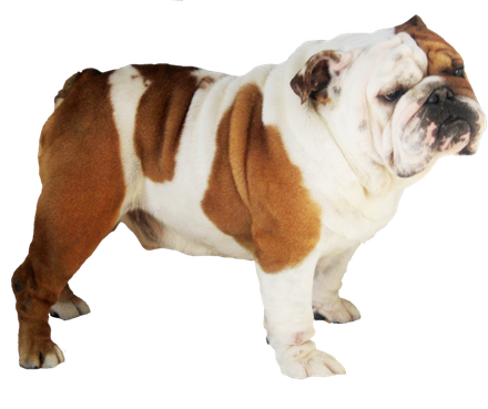 Bulldogs Png Isolated Hd (beige, black)