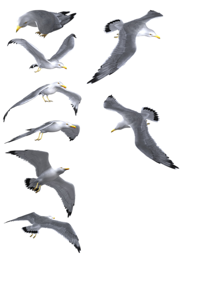 Gulls Background Png (black, gray)