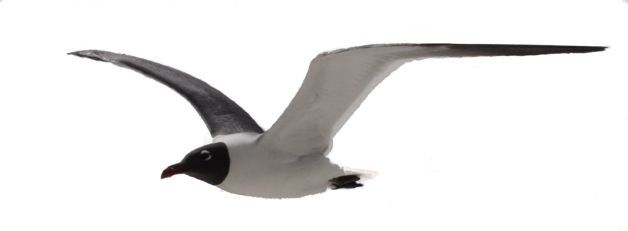 Gulls Download Png Image (black)