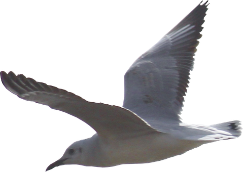 Gulls Png Background Image (indigo, black, gray)