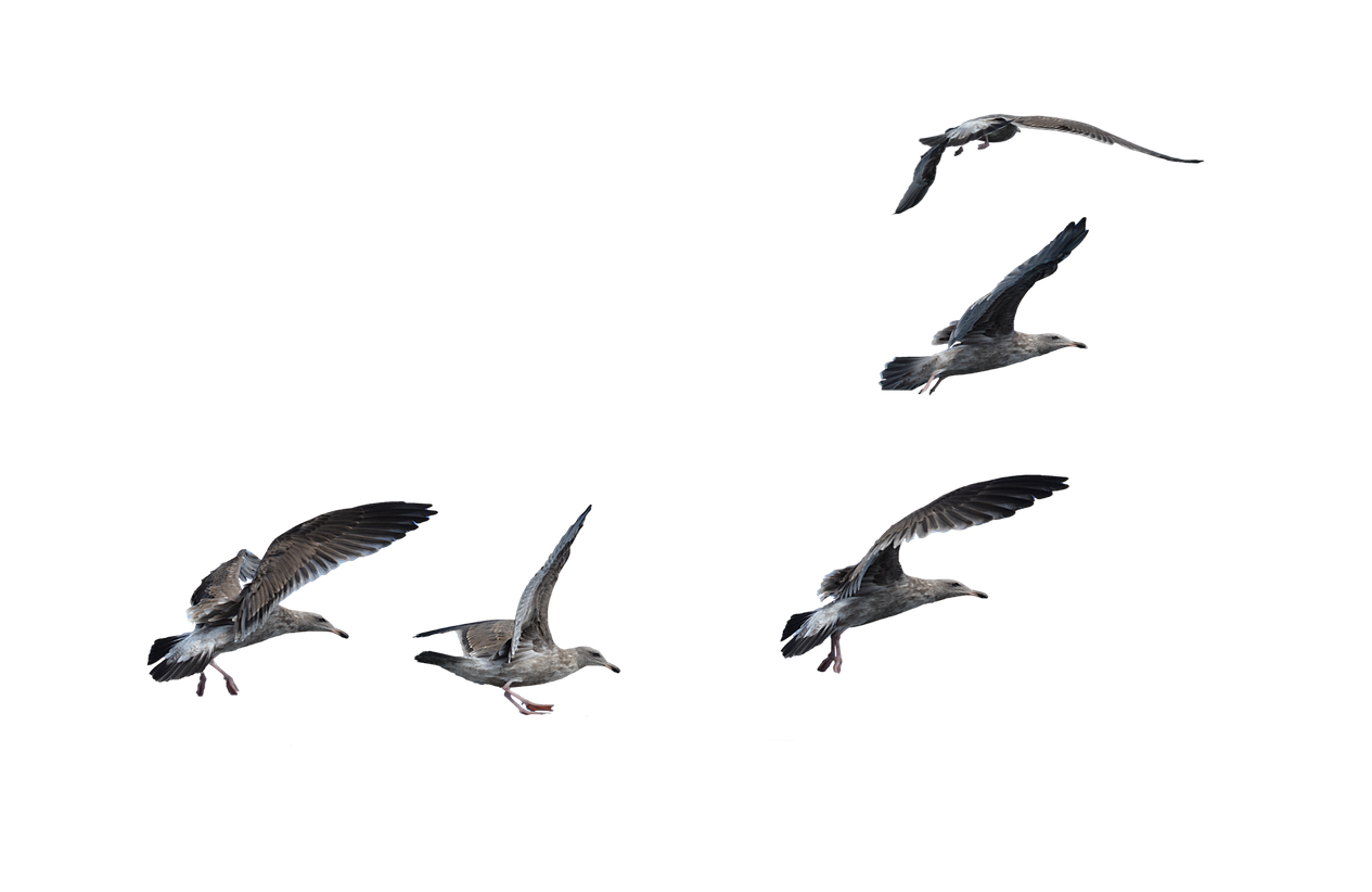 Gulls Png Clipart (black)