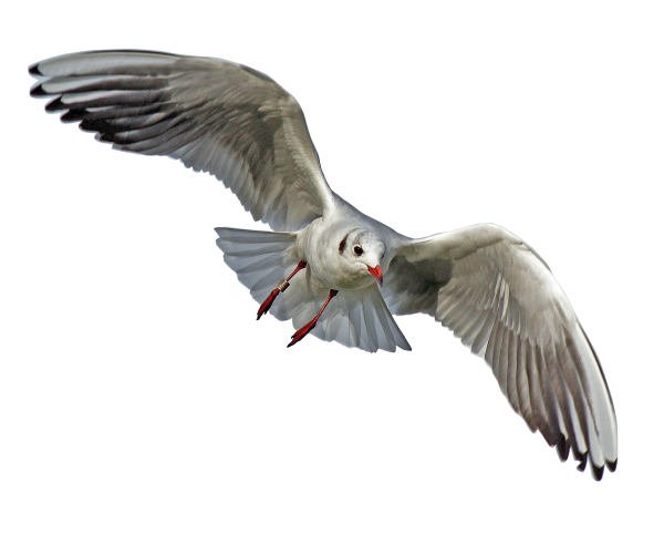 Gulls Png File (black, gray)