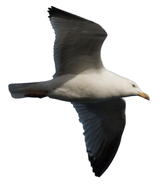 Gulls Png Free Download (black)