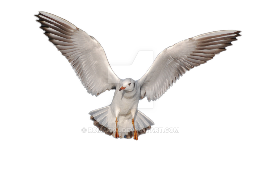 Gulls Png Hd (black, gray, silver, white)