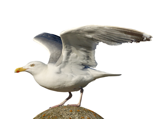 Gulls Png Photo (black, silver, gray, beige)