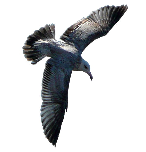 Gulls Png Photos (black, gray)