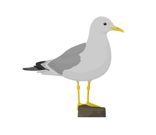 Gulls Png Pic (black, gray, silver)