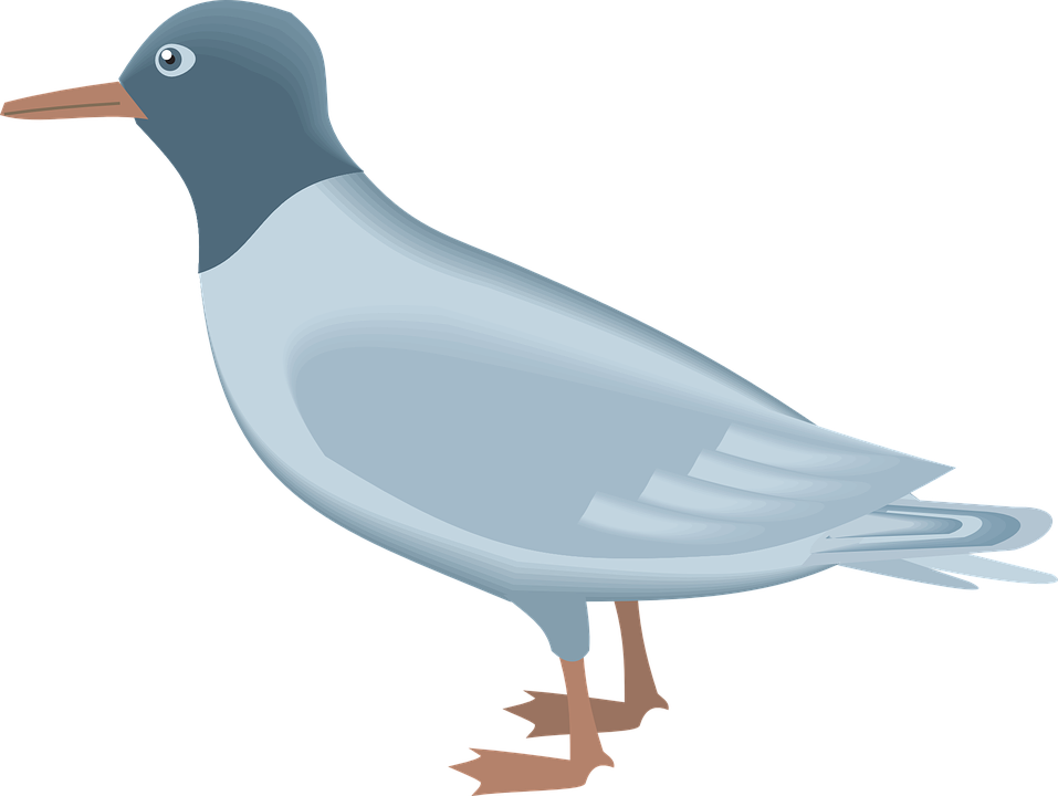 Gulls Png Picture (black, gray, silver)