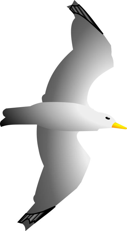 Gulls Png Transparent Hd Photo (black, gray, silver, lavender)