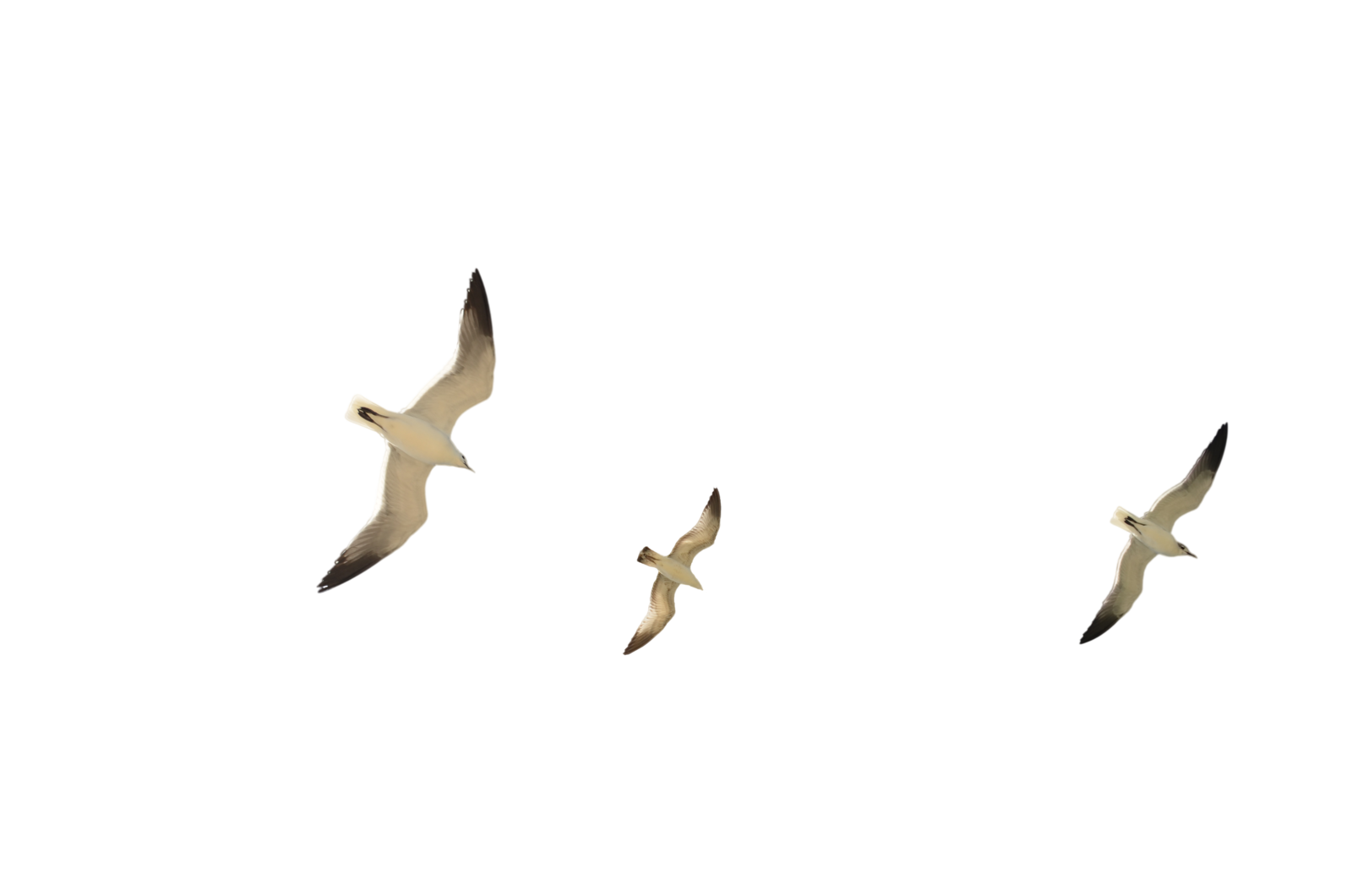 Gulls Png Transparent Image (black, maroon, silver)