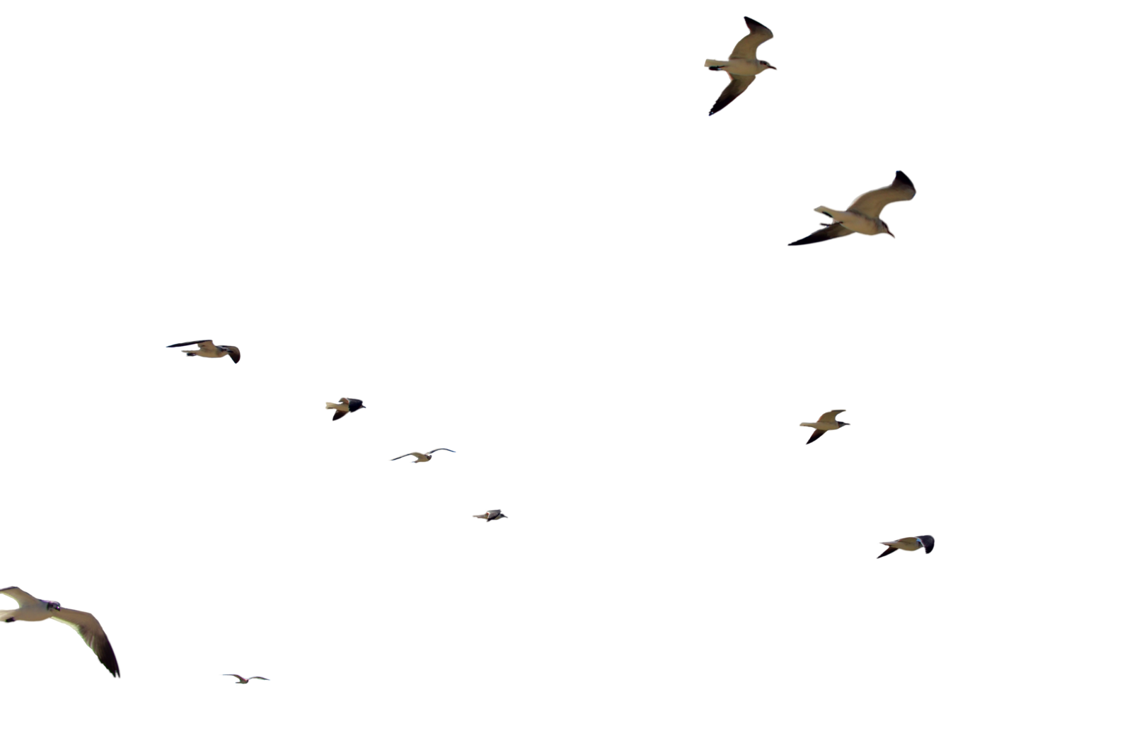 Gulls Png Transparent Picture (black)