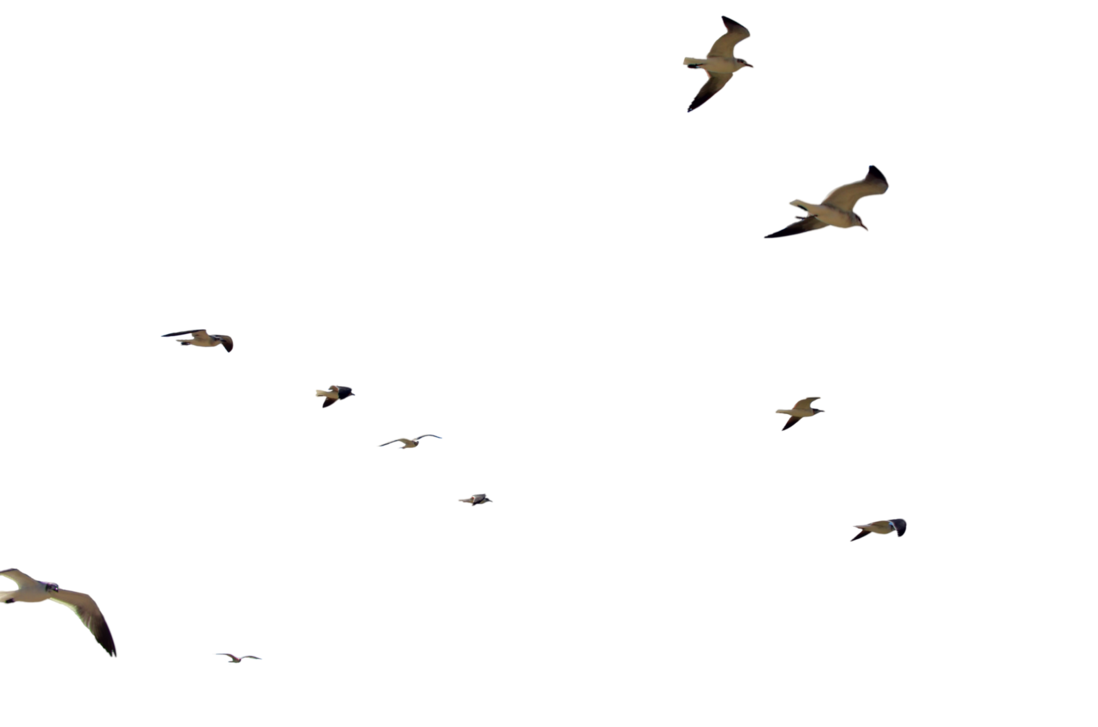 Gulls Transparent Images Png (black)