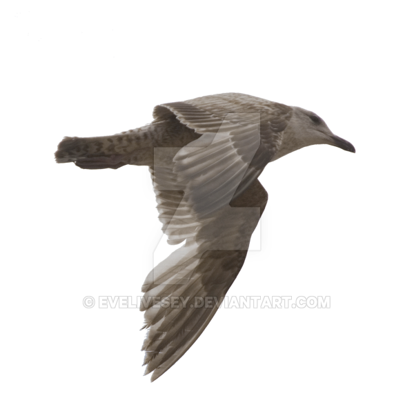 Gulls Transparent Png (black, maroon, gray, white)