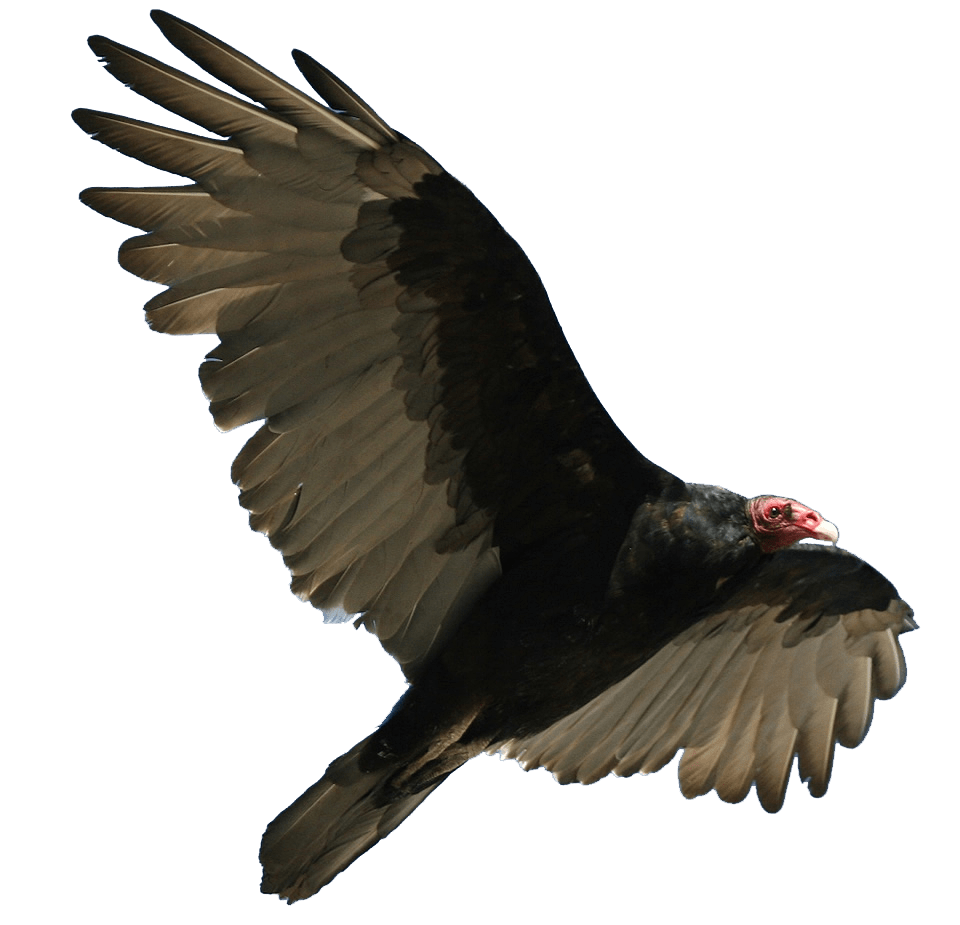 Vulture Download Png Image (black, gray)