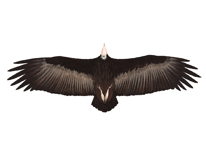 Vulture Png Clipart (black)