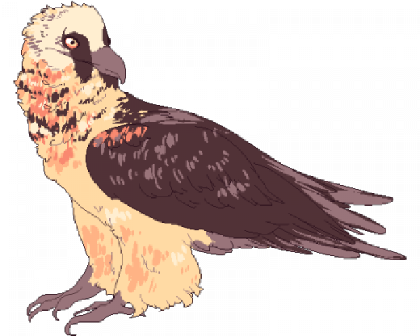 Vulture Png Isolated Hd (maroon, black, pink, beige)