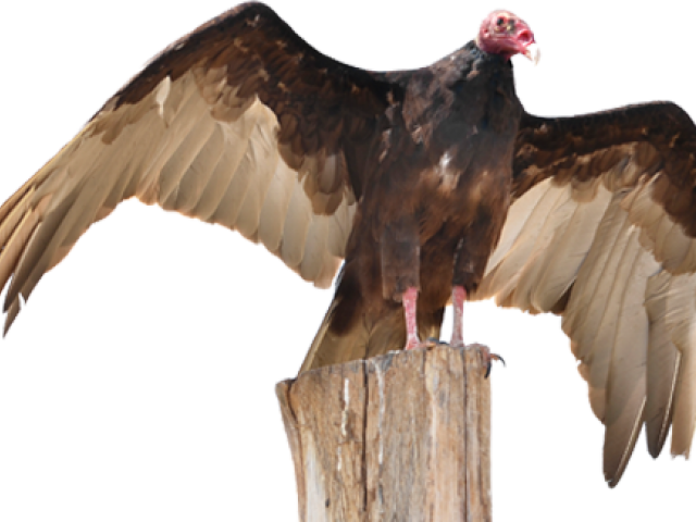 Vulture Png Isolated Image (black, gray)