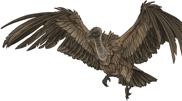 Vulture Png Isolated Photo (maroon, black, olive)