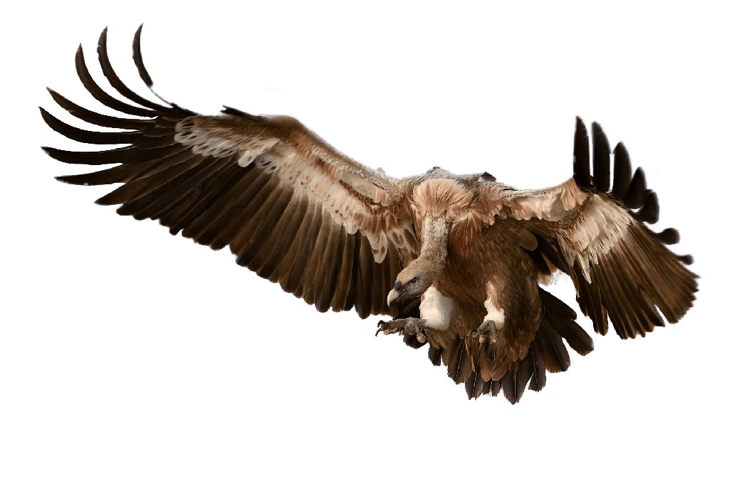 Vulture Png Photo (gray)