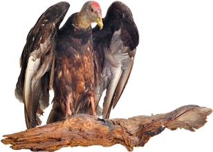 Vulture Transparent Png (black)